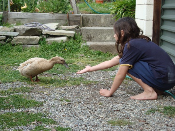 Wild duck fed by hand