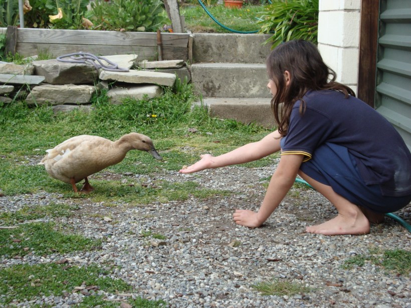 Wild duck fed by hand
