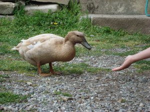 Maia is feeding Clarisse