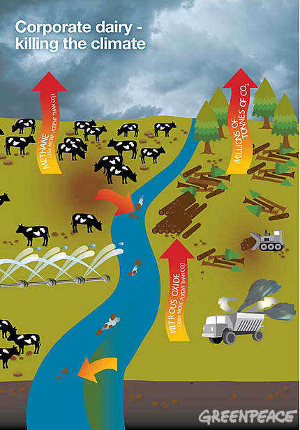 Corporate-dairy-farming (c) Greenpeace