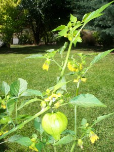 A beautiful plant with interesting capsules