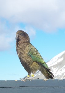Kea