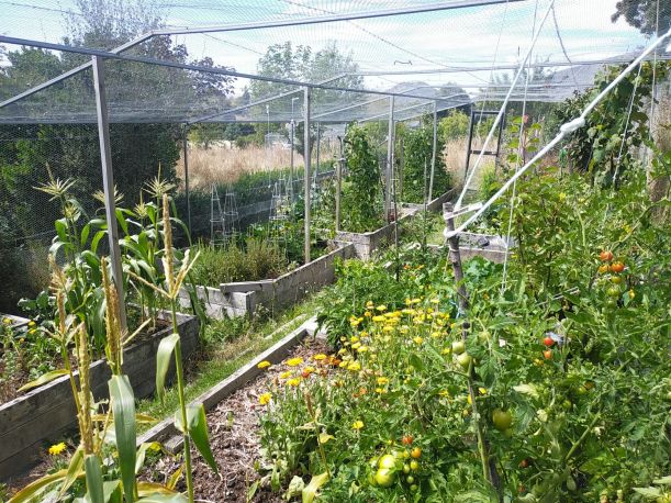 Abundant garden potager, fed yearly with our home compost